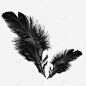 黑色羽毛图案漂浮壁纸会员日 页面网页 平面电商 创意素材