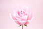 自然,粉色,花,茎,头状花序_122621048_Pink rose_创意图片_Getty Images China