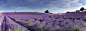 Lavender panorama