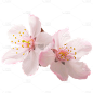 浪漫粉色樱花花朵
