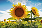 Radiant Sunflower by A. Belén Ruiz Jerez on 500px