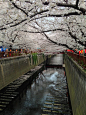 樱花全盛的东京目黑川
