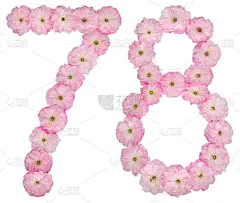 数字78,78，从天然粉红色杏树花，孤立在白色背景