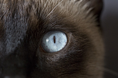 Origin丶折纸采集到猫