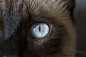 猫, 眼睛, 眼, 看看, 虹膜, 蓝色, 宏, 看, 视图, 猫的眼睛, 暹罗猫, 猫的