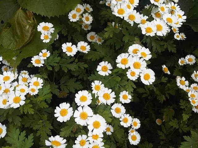 短舌匹菊pyrethrumparthenium