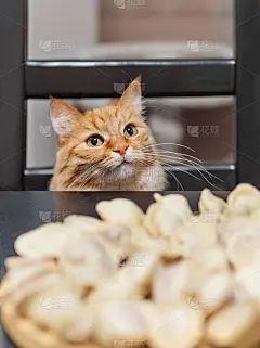 可爱的姜黄色猫咪坐在厨房桌子旁的椅子上，盘子里放着煮好的佩尔美尼。这只毛茸茸的宠物想吃用面团和肉做的