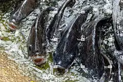 罗非鱼 Windows壁纸 笔记本电脑壁纸 桌面背景 鱼 自由背景