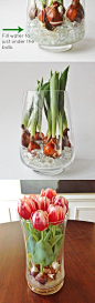 Forcing tulips in water is a fun, easy, and a unique way to present tulips that most people have not seen before. I think showing the natural beauty of the bulb is a pure, modern, and minimalist approach to floral design. Give it a try.: 
