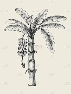 香蕉树