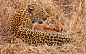 This cute steenbok was just hours old and was so unafraid of the leopard it even tried to suckle milk from the predator. The leopard toyed with the steenbok calf for 45 minutes, until eventually killing it. Safari guide Marius Croetzee spotted the scene i