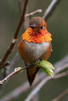 puyuanxuan-绿采集到BIRD