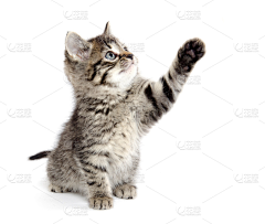 疯疯小卷儿采集到猫猫