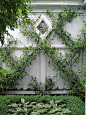 Chinese Star Jasmines on espalier wires against a garage wall, with buxus and hostas. HEDGE Garden Design & Nursery: 