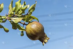石榴树,褐色,水平画幅,形状,长矛,维生素,户外,灌木,膜,农业