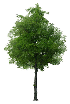 筱渥采集到W-植物素材