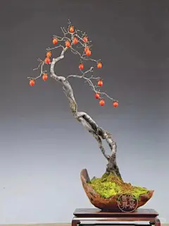老鸦柿盆景，原产基地，有需要的联系