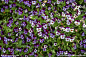 平铺图案素材 绿色植物 紫色小花 白色小花 颜色相间 背景图案 植物 上海植物园 春天 密集图形 肌理纹路 摄影－植物 摄影 生物世界 花草