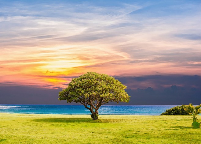 树, 海, 草, 自然, 海洋, 夏天,...