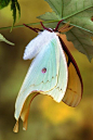 Freshly emerged American Luna Moth - title Hanging Out to Dry - by Bob Jensen