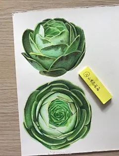彩铅手绘-多肉植物
清晰绿意系列
期盼春的到来……

#彩铅手绘# #每日彩铅# #手绘# 

@插画绘画 @手绘画画 @插画圈 @绘画学院 @插画视觉 @插画精选 @插画家园 @插画绘画 @手绘插画 @手绘插画教程 @彩铅画教程 @我爱彩铅画 @手绘控_ @手绘工场 @优品多肉 ​​​​
