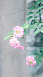 收集春天的碎片 #摄影#@梁木辛_ #遇见春光# ​​​​