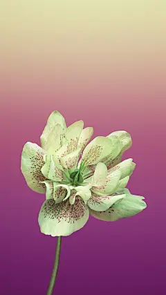 iOS11与iPhone8系统主题手机壁纸