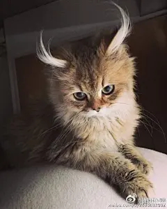 不成精就成猫头鹰么。。