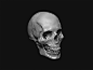 Skull Sculpture, Benjamin Tuli : I have started to learn Zbrush and this is one of my first study. I am planning to reduce the poly count and made it to the unreal engine as a low res asset.