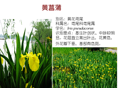 8484采集到水生植物,湿地