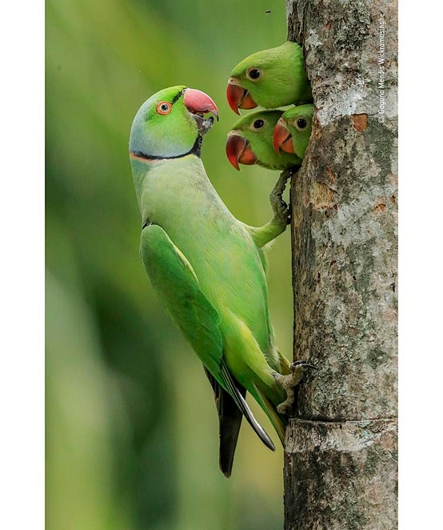 Three parakeet chick...