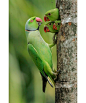 Three parakeet chicks poke their head out of a hole in a tree trunk to greet their father who perches outside.