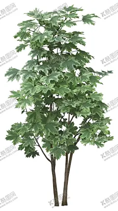 免扣植物素材图片 【酷图网】矢量树,绿色树木,树木素材,免抠树木,花丛,藤蔓,马路,竹子,假山,道路,园林设计,树,道路树,树免扣,绿树,道路树木,建筑效果图,人行道,街道,枫树,花卉,果树,树丛,草丛,花坛,荷花,莲花,绿色植物,绿色,树木,园林,围栏,植物插画,图片素材,花朵,手绘花朵,花朵插画,奇石,景观石,花草,免扣