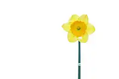 花 春天 水仙花 绽放 花壁纸 盛开 植物 画画 草图 性质
