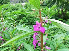 凤仙花香脂，凤仙花香脂，花园香脂，玫瑰香脂，不要碰我，斑樱草
