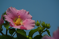 〆流年亦夢╮采集到花卉•芙蓉花