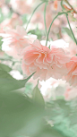 #摄影（花）