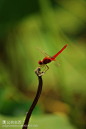 红蜻蜓，静之美，静之力。