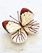 felt embroidery butterfly　フェルト刺繍立体昆虫ブローチ・蝶々 by PieniSieni