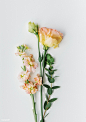 Peach snapdragons and lisianthus flowers