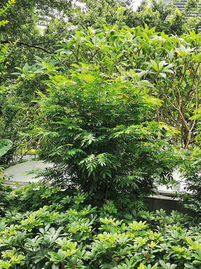 红绒球（朱缨花）