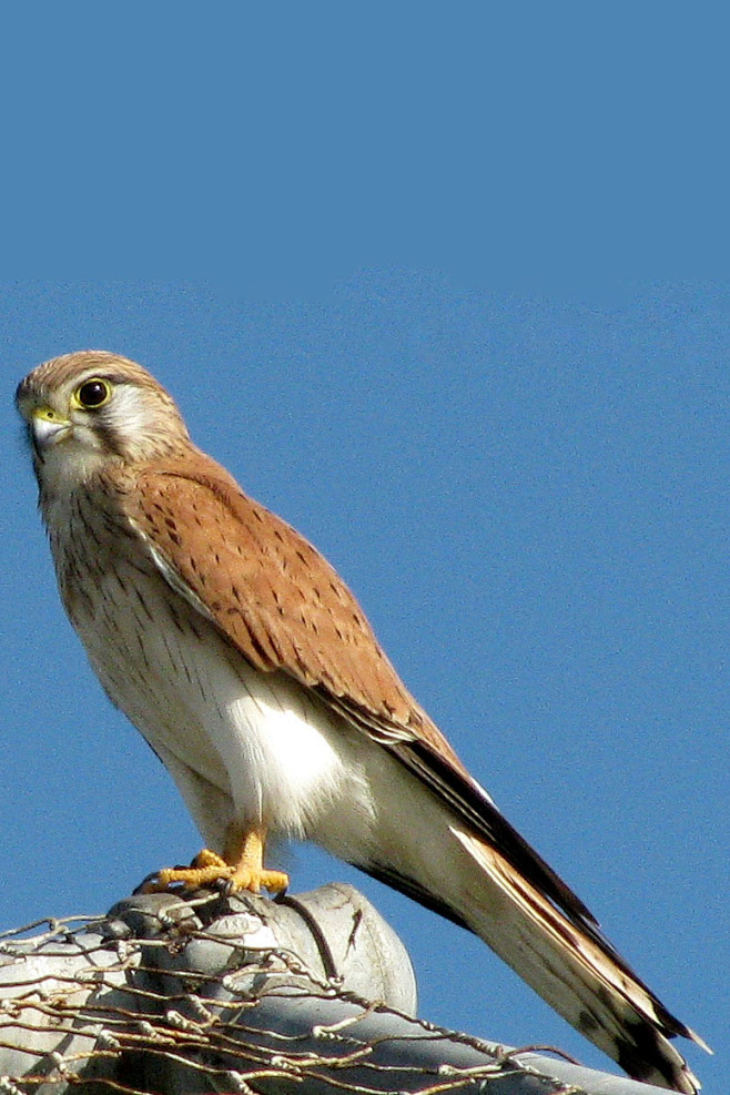 20:59:23隼形目·隼科·隼属:澳洲隼(雌)1喜欢珍禽益鸟远山流水该采集