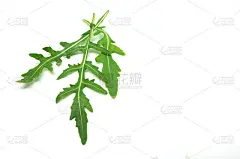 绿色的芝麻菜