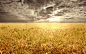 fields golden landscapes wheat wallpaper (#866570) / Wallbase.cc