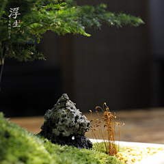 阿星12138采集到苔藓