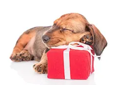 点击来源直接获取大图文件 |Sleeping dachshund puppy with gift box. isolated on white background