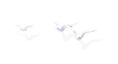 海鸥