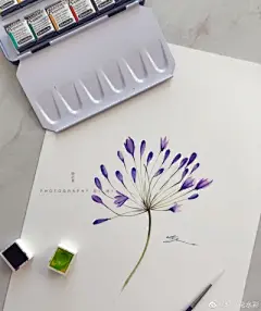 水彩--百子莲 - 高清图片，堆糖，美图壁纸兴趣社区