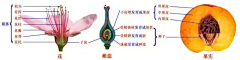 草莓西瓜汁采集到科学