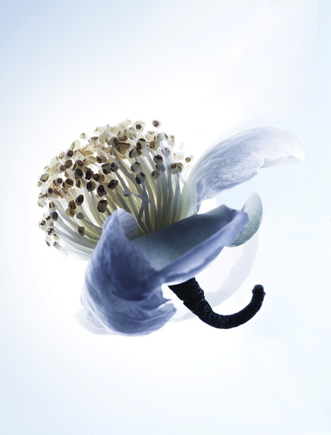 Bvlgari Fleur de Thé...